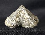 Paraspirifer bownockeri (STEWART 1927) - Bild &copy; FossNet FossilienStore